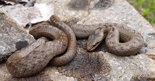 Attēlu rezultāti vaicājumam “Coronella austriaca”