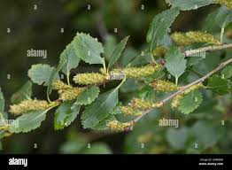 Attēlu rezultāti vaicājumam “Betula humilis female flower”