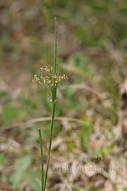 Attēlu rezultāti vaicājumam “Luzula luzuloides”