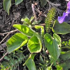 Attēlu rezultāti vaicājumam “Viola hirta leaf”