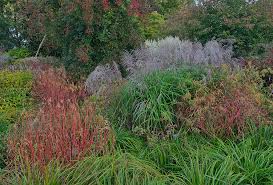 Attēlu rezultāti vaicājumam “Euphorbia palustris”