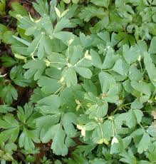 Attēlu rezultāti vaicājumam “Isopyrum thalictroides”