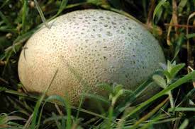 Attēlu rezultāti vaicājumam “Clastodermataceae”