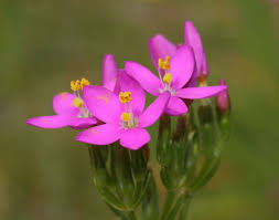 Attēlu rezultāti vaicājumam “Centaurium littorale flower”