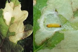 Attēlu rezultāti vaicājumam “Tischeria ekebladella”