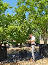 Attēlu rezultāti vaicājumam “Acer rufinerve”