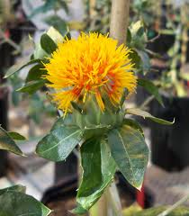 Image result for Carthamus tinctorius