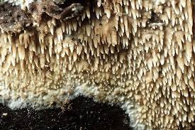 Attēlu rezultāti vaicājumam “Mycoacia fuscoatra”