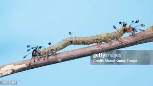 Attēlu rezultāti vaicājumam “Shargacucullia scrophulariae larva”