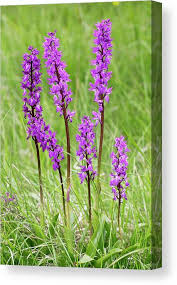 Attēlu rezultāti vaicājumam “Orchis mascula flower”