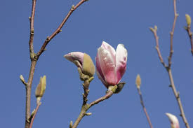 Attēlu rezultāti vaicājumam “Magnolia x soulangeana”