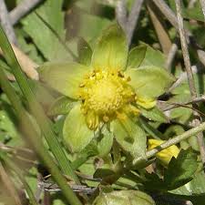 Attēlu rezultāti vaicājumam “Potentilla reptans flower”