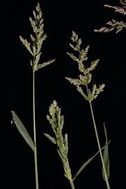 Attēlu rezultāti vaicājumam “Polypogon tentacularius male”