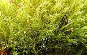 Attēlu rezultāti vaicājumam “Campylopus pyriformis”