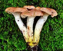 Attēlu rezultāti vaicājumam “Gomphidius roseus”