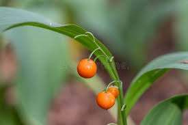 Attēlu rezultāti vaicājumam “Convallaria majalis fruit”