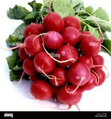 Image result for Radieschen