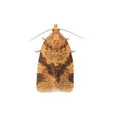 Attēlu rezultāti vaicājumam “Eucosma aspidiscana”