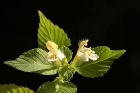 Image result for Galeopsis segetum