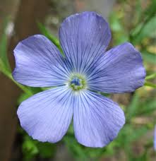 Image result for Linum usitatissimum