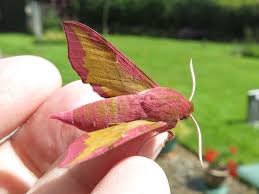 Attēlu rezultāti vaicājumam “Deilephila porcellus”