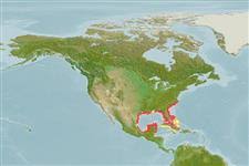 Image result for Pseudobatos lentiginosus