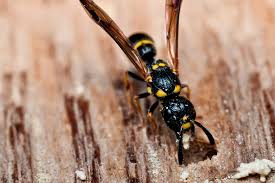 Attēlu rezultāti vaicājumam “Symmorphus sp.”