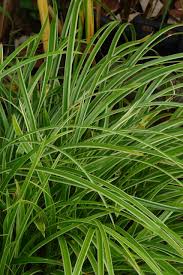 Attēlu rezultāti vaicājumam “Carex scandinavica”