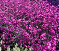 Image result for Dianthus gratianopolitanus