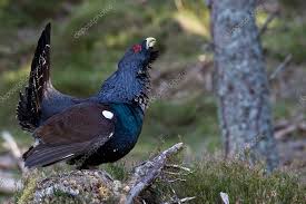 Attēlu rezultāti vaicājumam “Tetrao urogallus male”