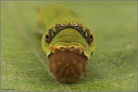 Attēlu rezultāti vaicājumam “Zygaena cocoon”