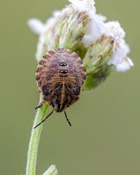 Attēlu rezultāti vaicājumam “Graphosoma lineatum nymph”
