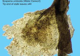 Attēlu rezultāti vaicājumam “Scapania undulata”