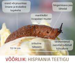 Attēlu rezultāti vaicājumam “Krynickillus melanocephalus”