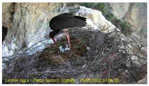 Attēlu rezultāti vaicājumam “Ciconia nigra nest”