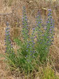 Attēlu rezultāti vaicājumam “Echium vulgare bud”