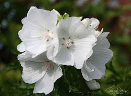 Image result for Malva moschata alba