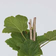 Attēlu rezultāti vaicājumam “Ribes rubrum leaf”