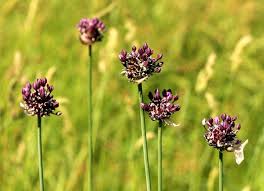 Attēlu rezultāti vaicājumam “Allium scorodoprasum”