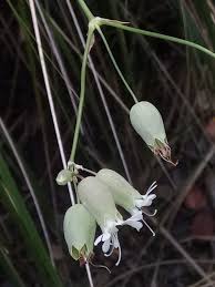 Image result for Silene vulgaris