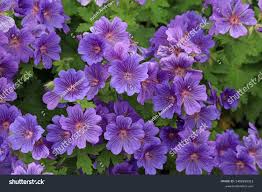 Attēlu rezultāti vaicājumam “Geranium bohemicum fruit”