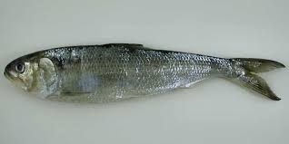 Image result for Alosa fallax