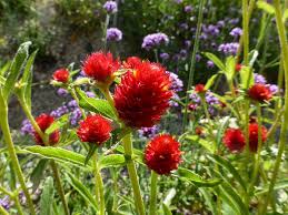 Image result for Kugelamarant