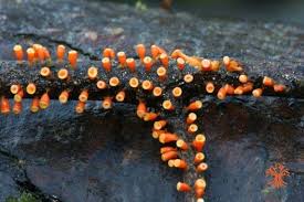 Attēlu rezultāti vaicājumam “Craterium minutum”