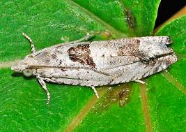 Attēlu rezultāti vaicājumam “Epinotia ramella”