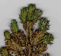 Attēlu rezultāti vaicājumam “Abies mariesii”