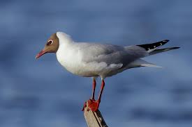 Image result for Chroicocephalus ridibundus