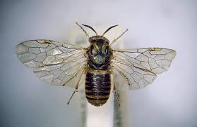 Attēlu rezultāti vaicājumam “Gilpinia”