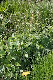 Attēlu rezultāti vaicājumam “Chenopodium polyspermum var. acutifolium flower”