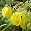 BBC - Gardening: Plant Finder - Clematis